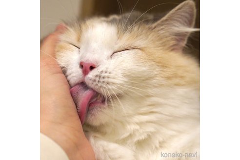 もなかちゃん1枚目
